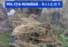 În arest pentru cultivare de cannabis
