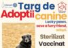 Târg de adopții canine, sâmbătă, în Parcul Romanescu