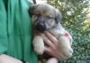 Târg de adopții canine sâmbătă, în Parcul Nicolae Romanescu