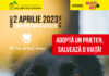 Un nou târg de adopții canine în Piața „Mihai Viteazul” din Craiova