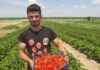 Un tânăr fermier din Mârșani a dat lovitura cu căpșunele naturale și gustoase